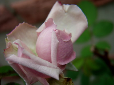 f:id:bluemoonbell:20081023100536j:image
