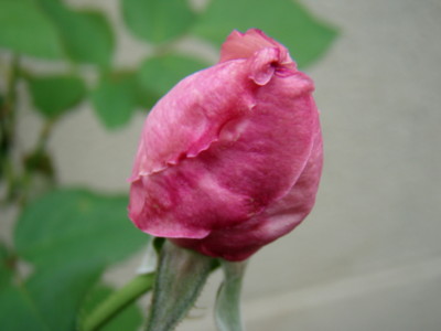 f:id:bluemoonbell:20081023100546j:image