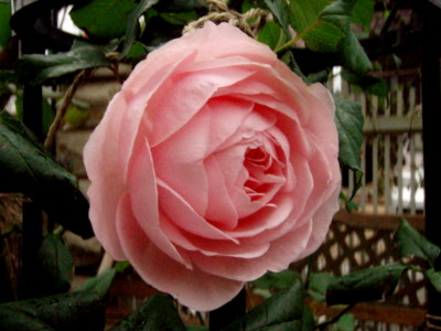 f:id:bluemoonbell:20081026110717j:image