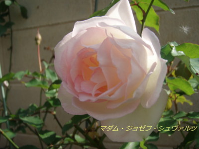 f:id:bluemoonbell:20081104124609j:image