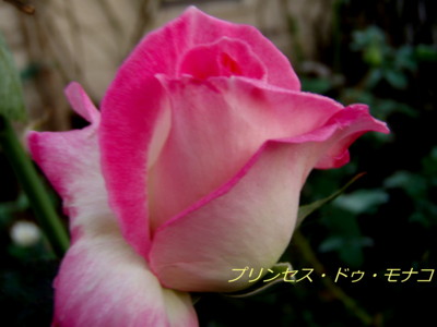 f:id:bluemoonbell:20081106060513j:image