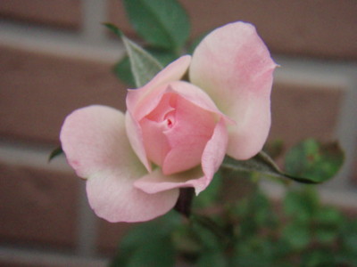 f:id:bluemoonbell:20081110065236j:image