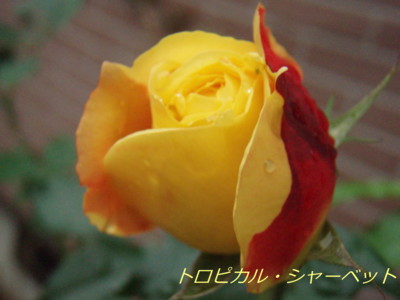 f:id:bluemoonbell:20081110065247j:image