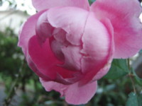 f:id:bluemoonbell:20081113061402j:image