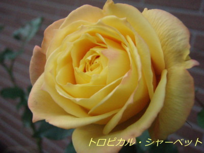 f:id:bluemoonbell:20081113061426j:image