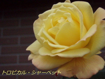 f:id:bluemoonbell:20081114161603j:image