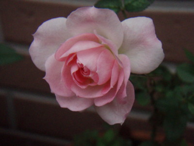 f:id:bluemoonbell:20081116064622j:image
