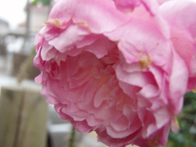 f:id:bluemoonbell:20081116065038j:image