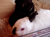 f:id:bluemoonbell:20081215150428j:image f:id:bluemoonbell:20081215150428j:image