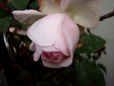 f:id:bluemoonbell:20081219070725j:image