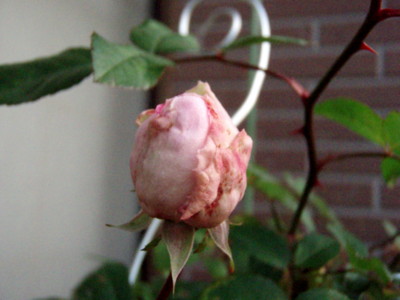 f:id:bluemoonbell:20081219070747j:image