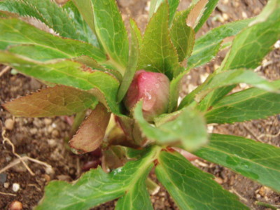 f:id:bluemoonbell:20090118142142j:image