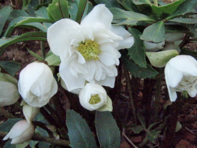 f:id:bluemoonbell:20090215071748j:image