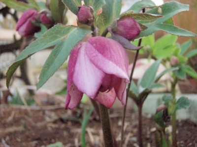 f:id:bluemoonbell:20090215071807j:image