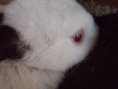 f:id:bluemoonbell:20090316072442j:image f:id:bluemoonbell:20090316072442j:image