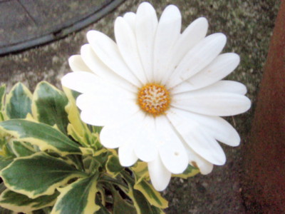 f:id:bluemoonbell:20090316102650j:image
