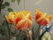 20090412160909