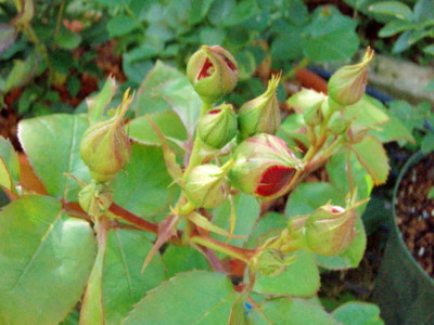 f:id:bluemoonbell:20090427065911j:image