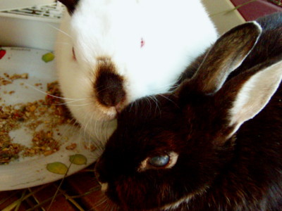 f:id:bluemoonbell:20090430062108j:image