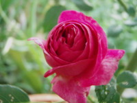 f:id:bluemoonbell:20090502062228j:image