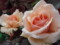 20090502062512