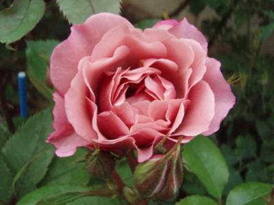 20090504055450