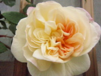 20090505083819