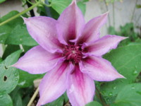 20090507073957