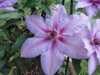 f:id:bluemoonbell:20090509051600j:image