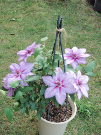 f:id:bluemoonbell:20090509051646j:image