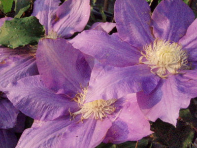 f:id:bluemoonbell:20090509052235j:image