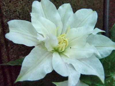f:id:bluemoonbell:20090509060921j:image