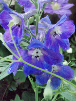 f:id:bluemoonbell:20090509060953j:image