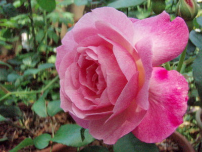 f:id:bluemoonbell:20090509115912j:image