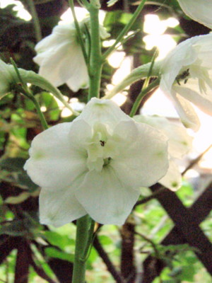 f:id:bluemoonbell:20090510051831j:image