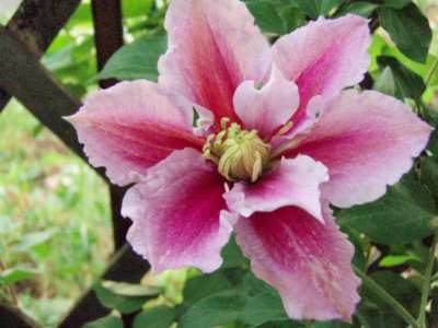 f:id:bluemoonbell:20090510051845j:image