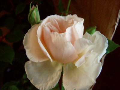 f:id:bluemoonbell:20090511172543j:image