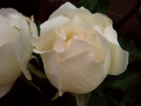 f:id:bluemoonbell:20090512060724j:image