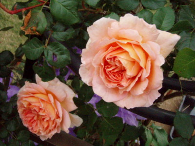 f:id:bluemoonbell:20090512064550j:image