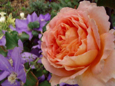 f:id:bluemoonbell:20090512064607j:image