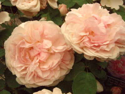 f:id:bluemoonbell:20090514104811j:image