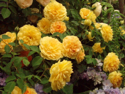 f:id:bluemoonbell:20090514105316j:image