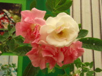 f:id:bluemoonbell:20090514111143j:image