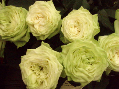 f:id:bluemoonbell:20090514113822j:image