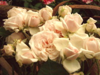 f:id:bluemoonbell:20090514115303j:image