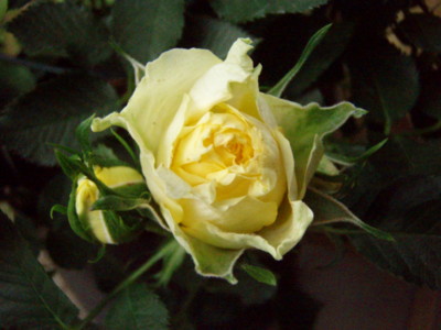 f:id:bluemoonbell:20090516053611j:image