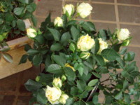 f:id:bluemoonbell:20090516053642j:image