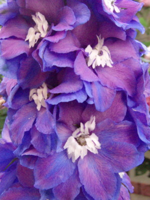 f:id:bluemoonbell:20090518060757j:image