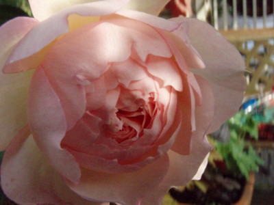 f:id:bluemoonbell:20090518061637j:image