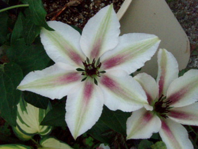 f:id:bluemoonbell:20090518062056j:image